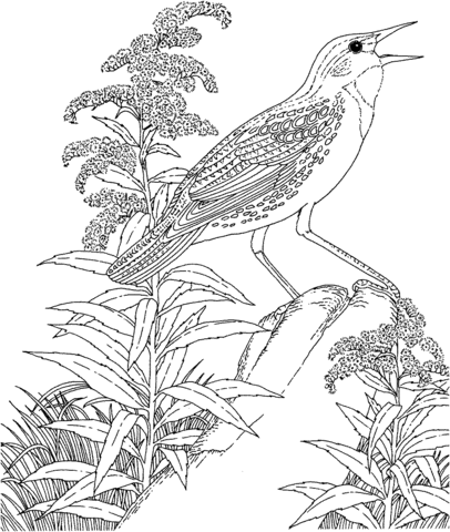 Meadowlark And Goldenrod Nebraska State Bird And Flower Coloring Page